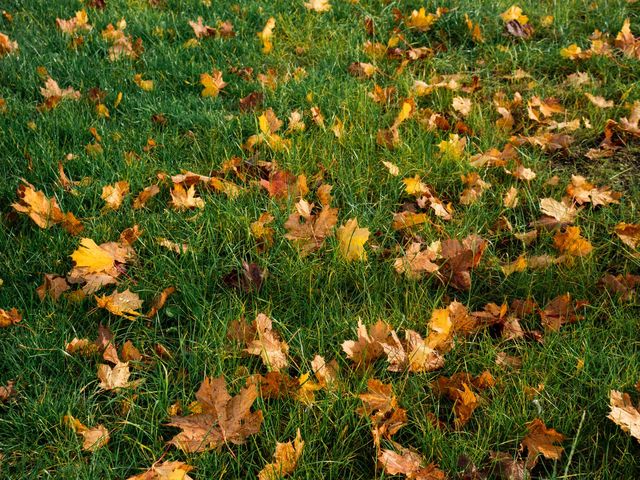 Fallen leaves scattered across a green lawn