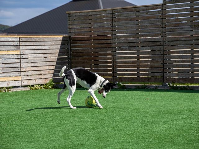 A dog playing on an artificial turf lawn